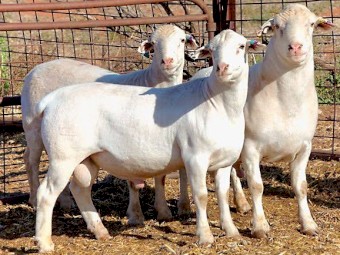 White dorper sheep
