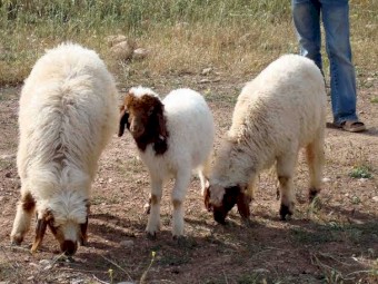 Fat tailed awassi lambs