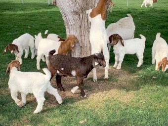 Full Blood Live Breed Boer Goat For Best Price