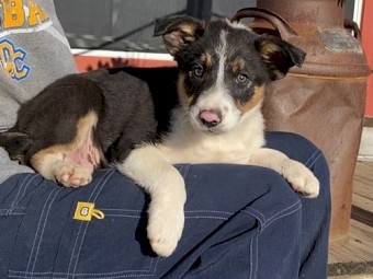 Border collie puppies Male and female