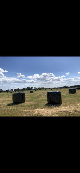 91 x Pasture/Rye Clover Silage