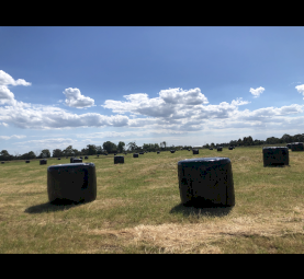 91 x Pasture/Rye Clover Silage