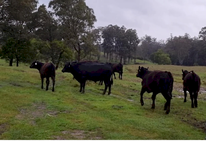 26 Angus Calves