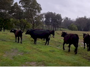 26 Angus Calves