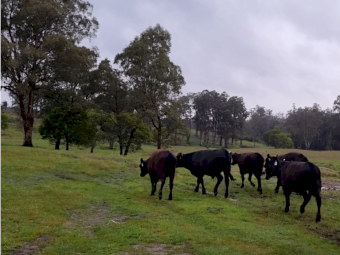 26 Angus Calves