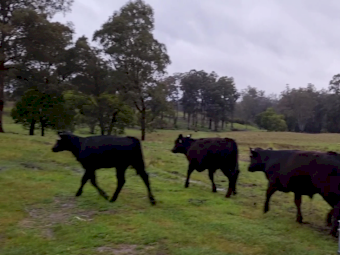 26 Angus Calves