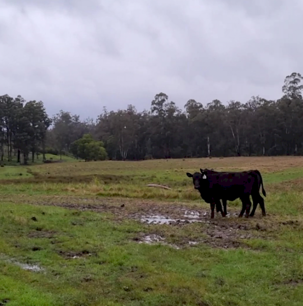 26 Angus Calves
