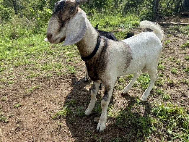 Nubian x Boer Billy Goats x 2