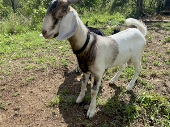 Nubian x Boer Billy Goats x 2