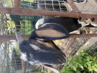 Nubian x Boer Billy Goats x 2