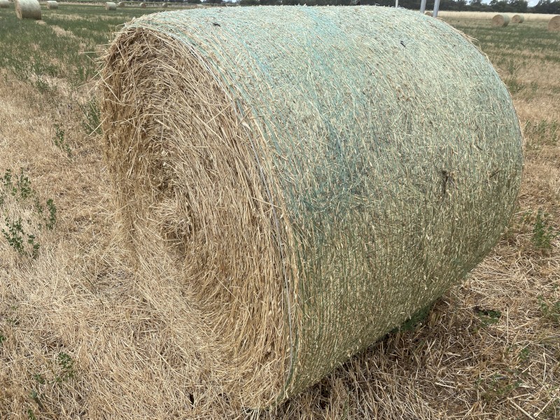 Certified Organic Oaten Rolls 2021 