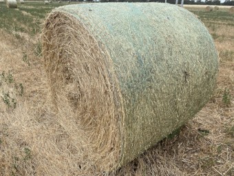 Certified Organic Oaten Rolls 2021 