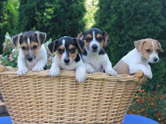 Jack Russell puppies for sale