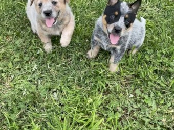 Blue/Red Heeler Pups