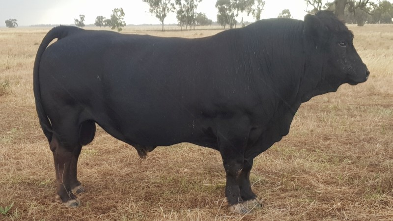 Black Limousin Bull