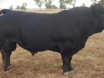 Black Limousin Bull