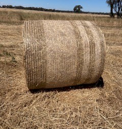 Oaten Vetch Hay - New Season