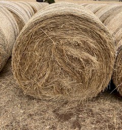 Grass Hay - New Season