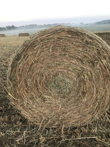 Oaten/clover new season hay