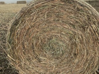 Oaten/clover new season hay