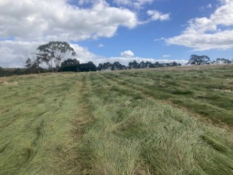 Agistment available Gippsland