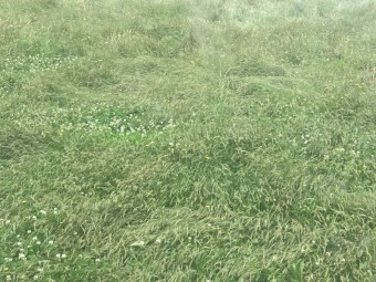 Agistment available Gippsland