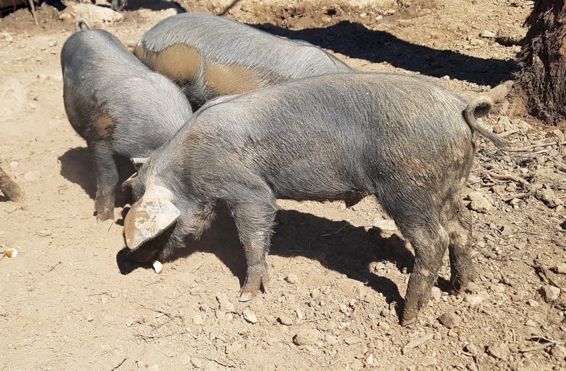 Xmas Special  Grower pigs $100  