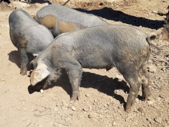 Xmas Special  Grower pigs $100  