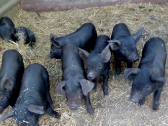Xmas Special  Grower pigs $100  