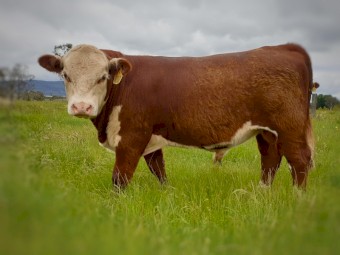 Poll Hereford Bulls For Sale