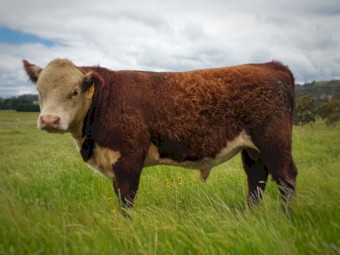 Poll Hereford Bulls For Sale