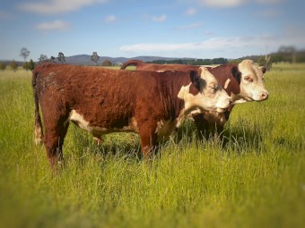 Poll Hereford Bulls For Sale