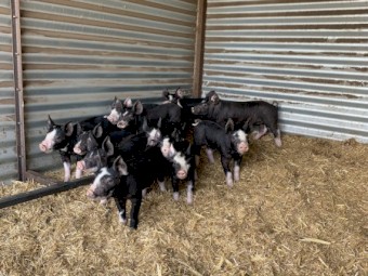 Berkshire Pigs