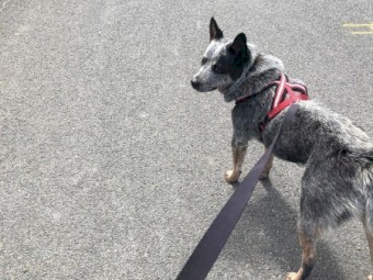 Male Cattle Dog - FREE