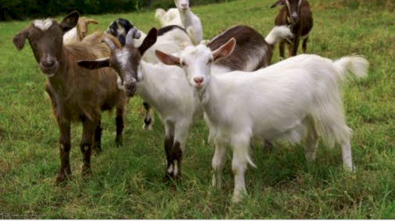 WANTED Goats for Land Clearing
