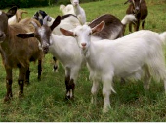 WANTED Goats for Land Clearing