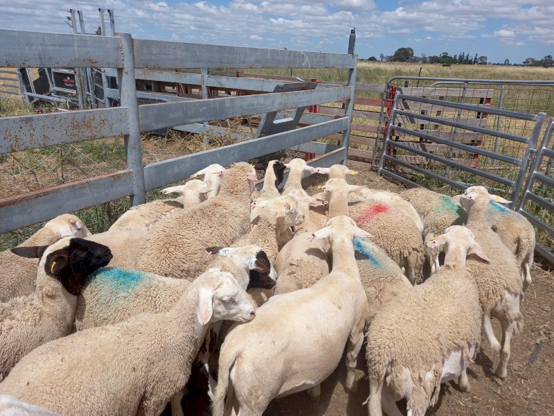 40 Maiden Dorper Ewes (Will consider splitting lot)