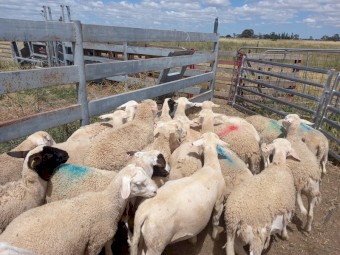 40 Maiden Dorper Ewes (Will consider splitting lot)