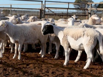 40 Maiden Dorper Ewes (Will consider splitting lot)