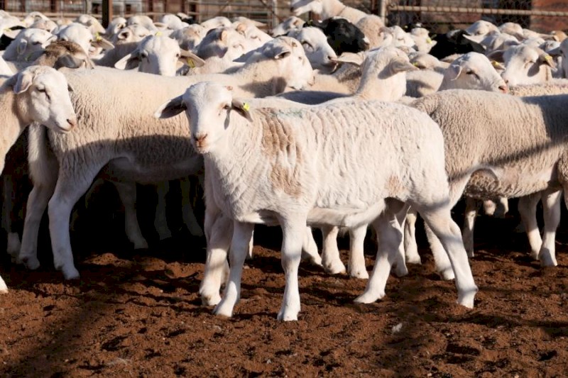 20 Maiden Dorper Ewe's 