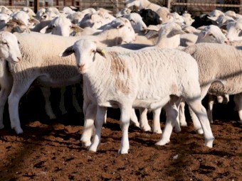 20 Maiden Dorper Ewe's 