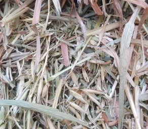Oaten Hay Shedded 2020 season