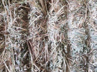 Oaten Hay Shedded 2020 season