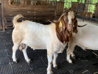 100% Full Blood Live Boer Goats / 100% Pureblood Mature boar goat for sale