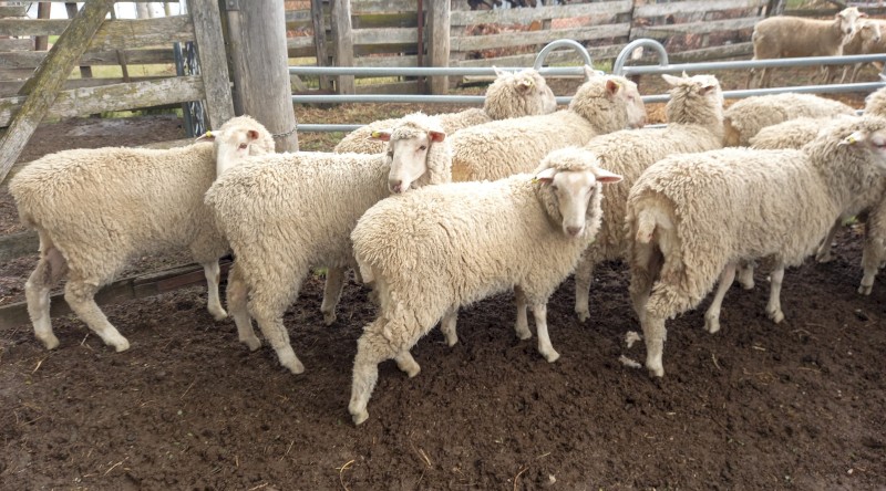 1ST CROSS EWE LAMBS X 12 MERINO x BORDER LEICESTER EWE LAMBS FUTURE BREEDERS