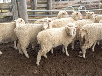 1ST CROSS EWE LAMBS X 12 MERINO x BORDER LEICESTER EWE LAMBS FUTURE BREEDERS