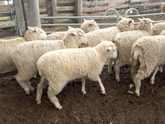 1ST CROSS EWE LAMBS X 12 MERINO x BORDER LEICESTER EWE LAMBS FUTURE BREEDERS
