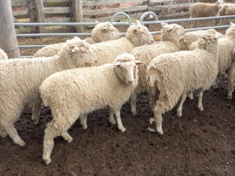 1ST CROSS EWE LAMBS X 12 MERINO x BORDER LEICESTER EWE LAMBS FUTURE BREEDERS