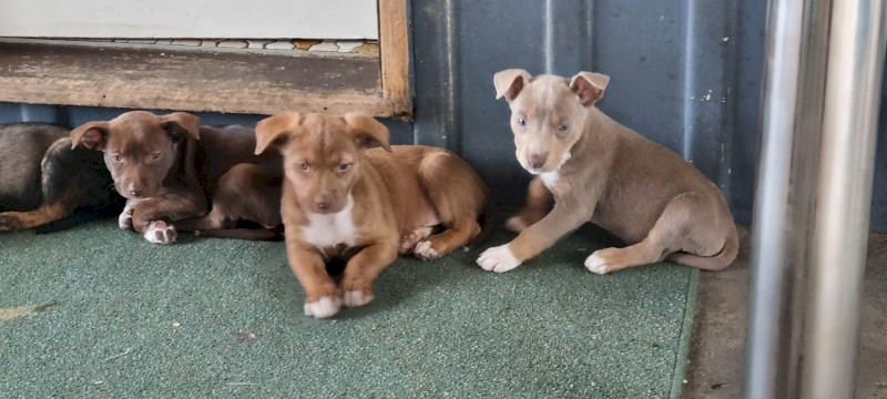 Kelpie pups born 22/10/2021