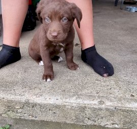 Kelpie pups born 22/10/2021